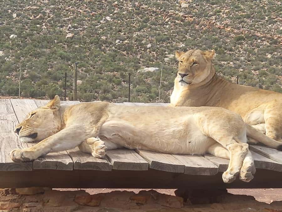 Cape Town: Aquila Game Reserve Sunset Game Drive - Cape Winelands wine tasting: a short stop that can shape your day