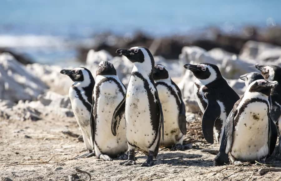 Cape Town: Cape of Good Hope & Penguins Full-Day Guided Tour - Cape of Good Hope: Walking to the Southern Edge