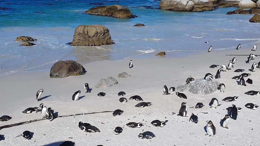Cape Town: Cape of Good Hope, Seals and Penguins Day Tour - Muizenberg beach huts and Bo-Kaap: finishing with local color