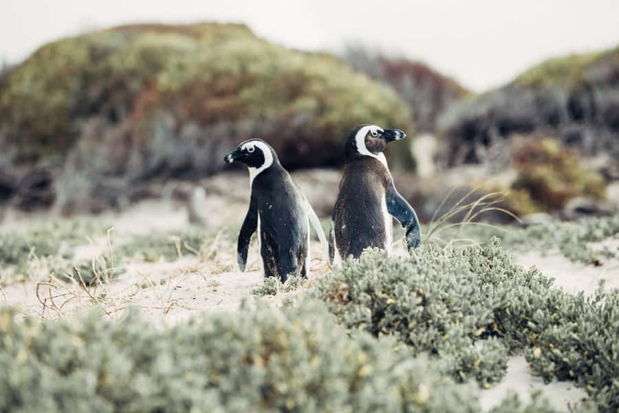 Cape Town: Cape Point and Penguin Colony Full Day Tour - Hout Bay and the Seal Island option for animal lovers