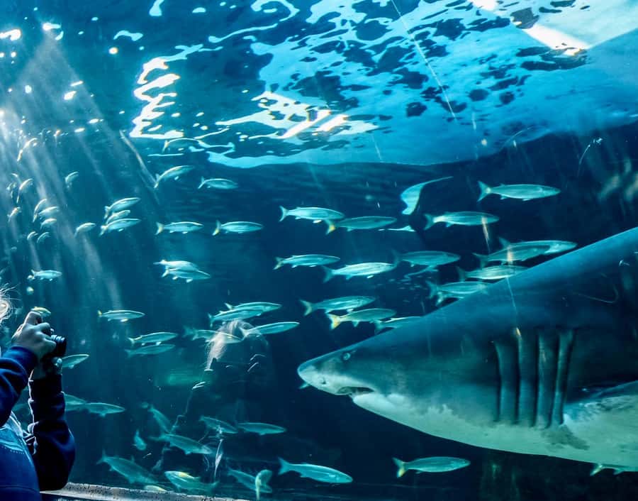 Cape Town City Pass: Save Over 50% on 80+ Top Attractions - Entering the Pass: Scanning the Voucher and Moving Fast