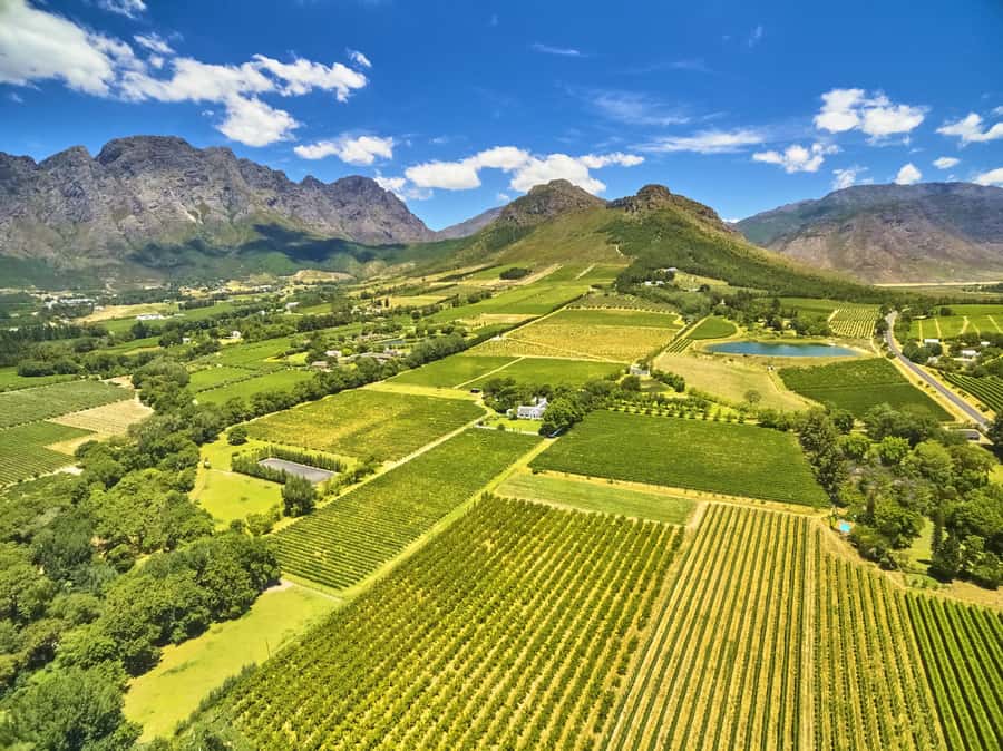 Cape Town: Full-Day Wine Tasting Tour with Wine Tram - Price and value: is $80 fair for what you get?