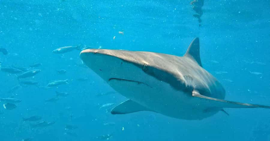 Cape Town: Gansbaai Eco-Friendly Shark Cage Diving Cruise - Key things that make this trip feel worth it