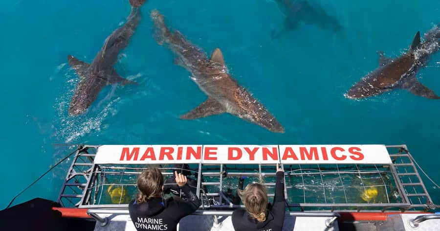 Cape Town: Gansbaai Eco-Friendly Shark Cage Diving Cruise - Slashfin and wetsuits: how they keep the gear clean and the day comfortable