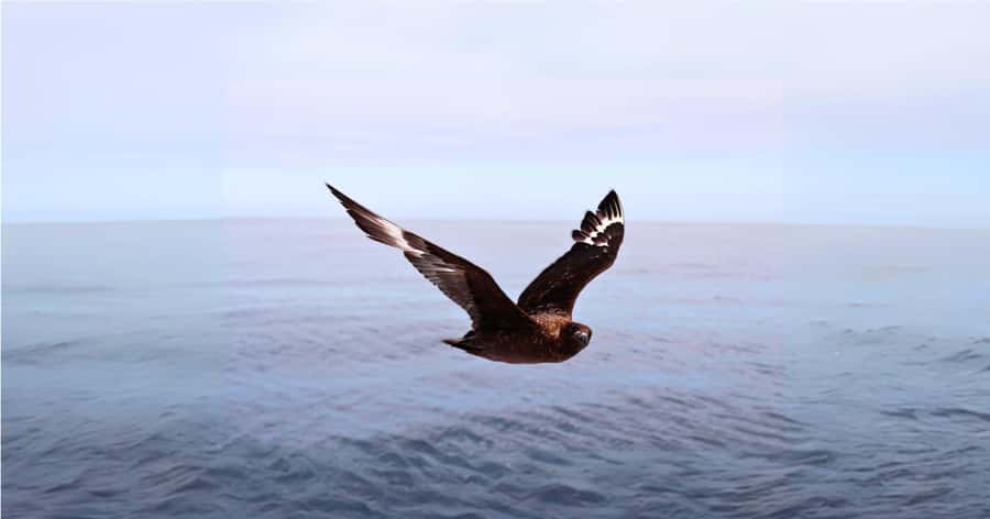 Cape Town: Gansbaai Eco-Friendly Shark Cage Diving Cruise - Joubertsdam and Shark Alley: what cage time is really like