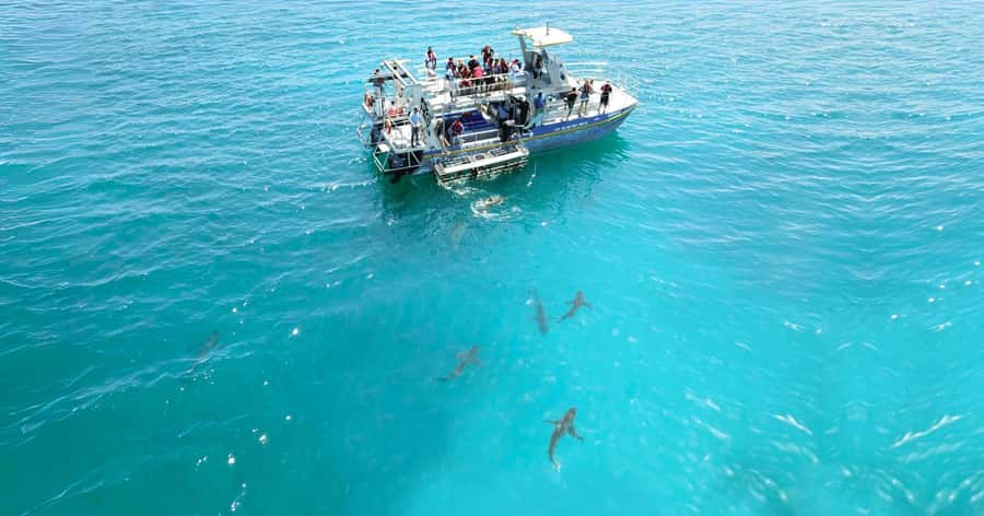 Cape Town: Gansbaai Eco-Friendly Shark Cage Diving Cruise - After the water: warm soup, bread, and penguin sanctuary access