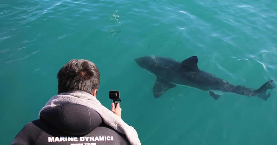 Cape Town: Gansbaai Eco-Friendly Shark Cage Diving Cruise - What to bring (and what to avoid) so your day stays smooth
