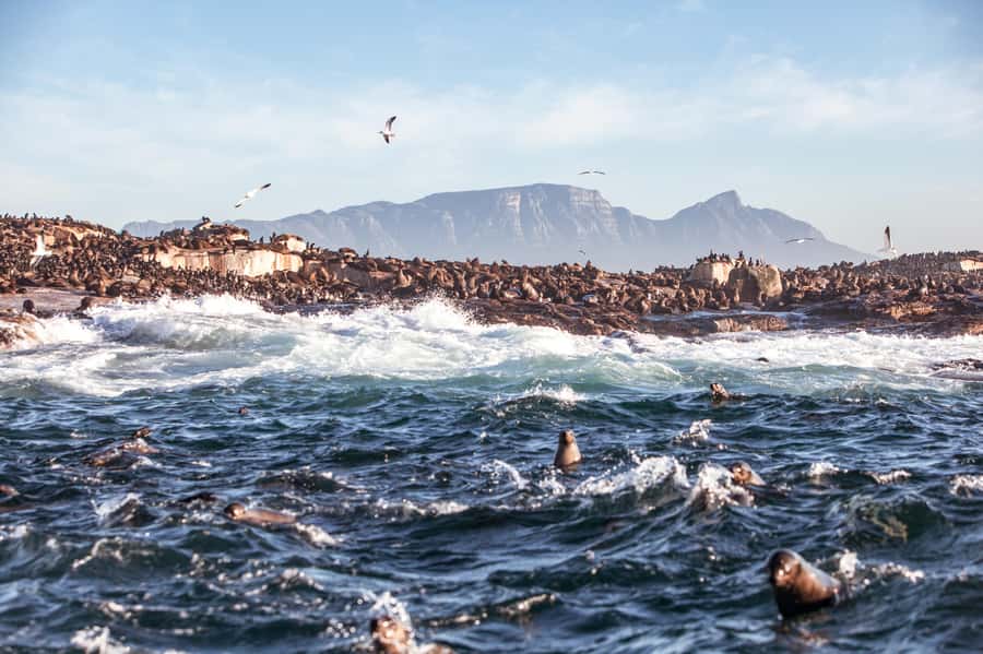 Cape Town: Guided Township Tour with Hotel Pickup - Key things I’d circle on your plan