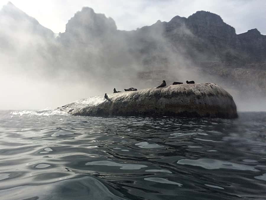 Cape Town: Marine Big 5 Ocean Safari from V&A Waterfront - Key Highlights Worth Your Time