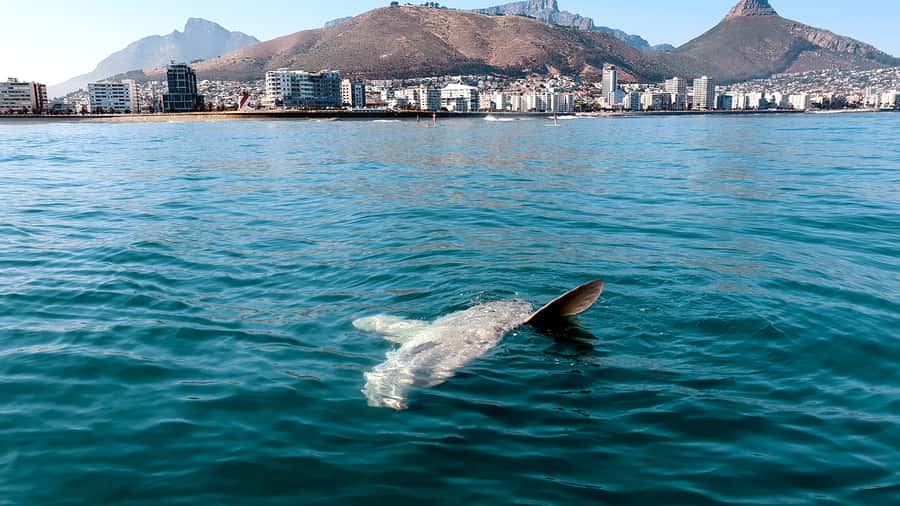 Cape Town: Marine Big 5 Ocean Safari from V&A Waterfront - What’s Included Onboard: Snacks, Binoculars, and the Crew’s Role