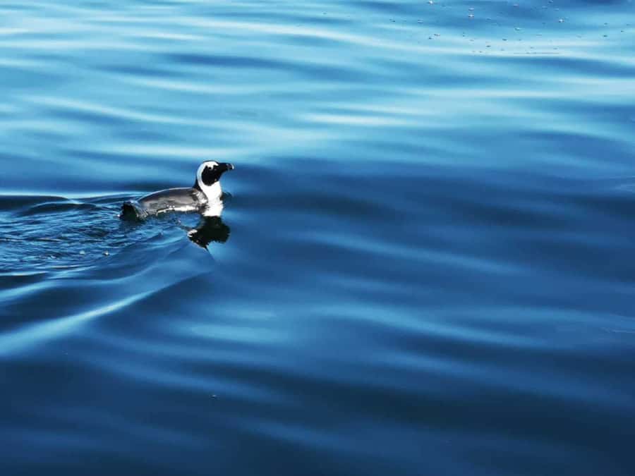 Cape Town: Marine Big 5 Ocean Safari from V&A Waterfront - Weather, Waves, and Who Should Think Twice
