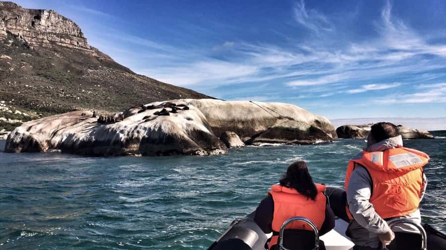 Cape Town: Marine Big 5 Ocean Safari from V&A Waterfront - Should You Book This Marine Big 5 Ocean Safari?