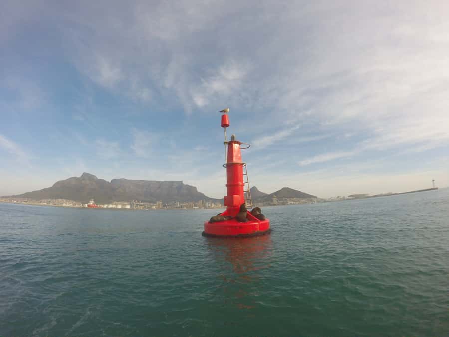 Cape Town: Marine Big 5 Ocean Safari from V&A Waterfront - FAQ