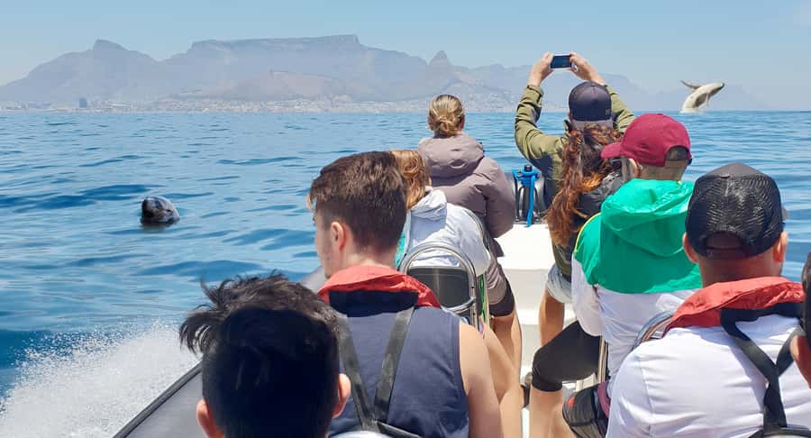 Cape Town: Marine Big 5 Ocean Safari from V&A Waterfront - Marine Big 5: How to Set Wildlife Expectations (Without Getting Burned)