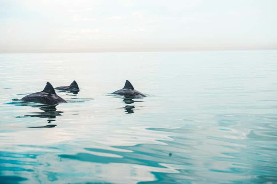 Cape Town: Marine Life Kayak Tour From the V&A Waterfront - From the V&A Waterfront to open water: what the 2 hours feels like