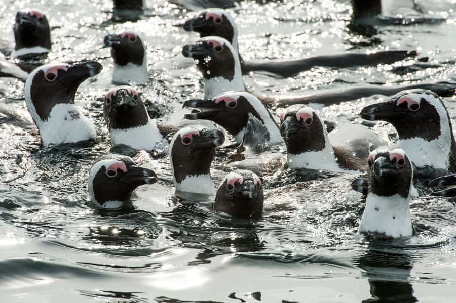 Cape Town: Marine Wildlife Tour from the V&A Waterfront - Key points to know before you go