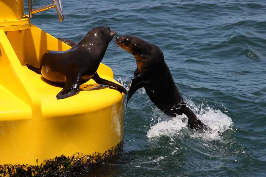 Cape Town: Marine Wildlife Tour from the V&A Waterfront - What to bring for a smoother day on the water