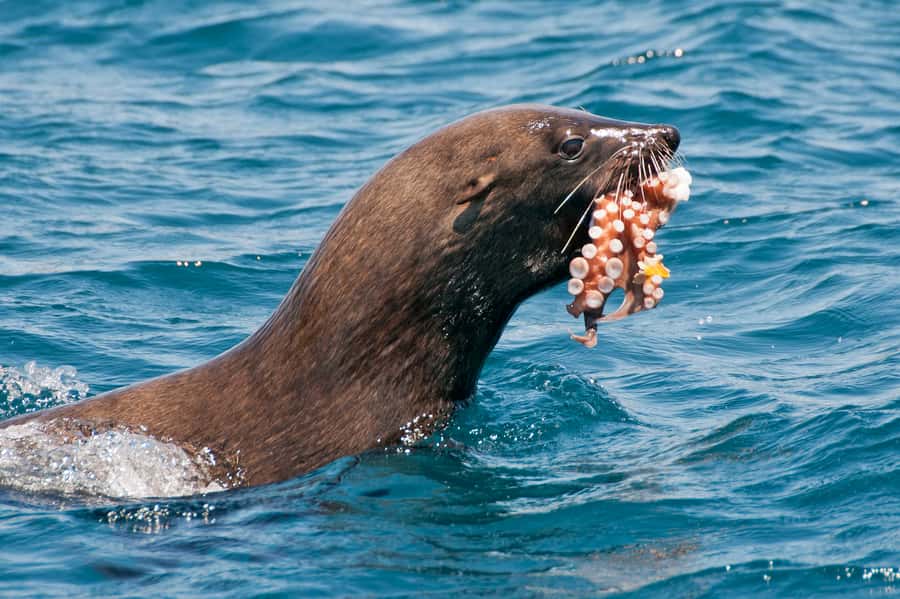 Cape Town: Marine Wildlife Tour from the V&A Waterfront - Table Bay by hydrofoil: why this 90 minutes feels like a real outing