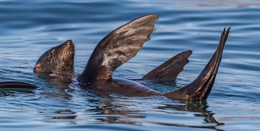Cape Town: Marine Wildlife Tour from the V&A Waterfront - Birdlife and the smaller sea surprises: what to watch besides the headline species