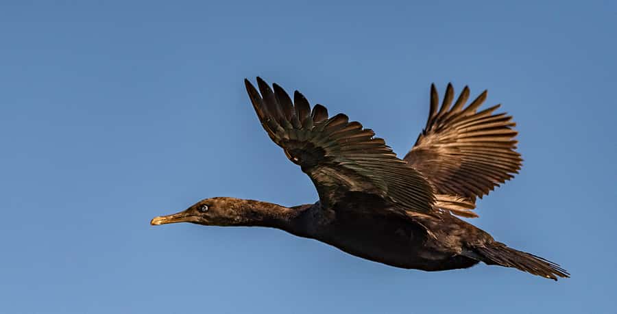 Cape Town: Marine Wildlife Tour from the V&A Waterfront - How the crew helps you see more (and why it affects your photos)