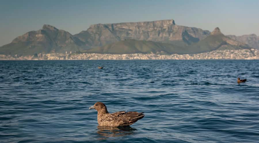 Cape Town: Marine Wildlife Tour from the V&A Waterfront - It’s not for everyone: mobility, heart conditions, and how to decide fast