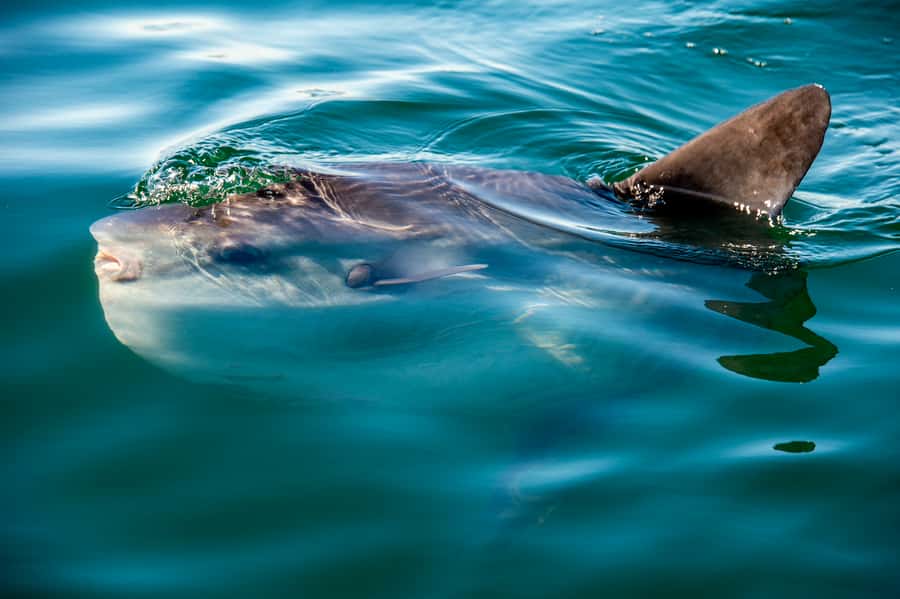 Cape Town: Marine Wildlife Tour from the V&A Waterfront - Getting to the V&A Waterfront: the part that’s short, but worth planning