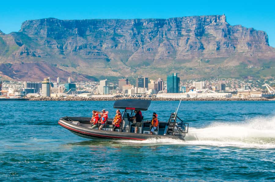 Cape Town Ocean Safari: Speed Boat Adventure in Table Bay - Wildlife chances: what you might see in Table Bay