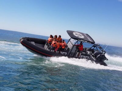 Cape Town Ocean Safari: Speed Boat Adventure in Table Bay - What you’ll actually do on the water (the 1-hour rhythm)