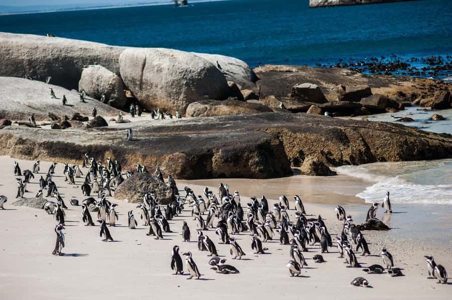 Cape Town: Penguin Watching at Boulders Beach Half Day Tour - Key moments I’d plan around