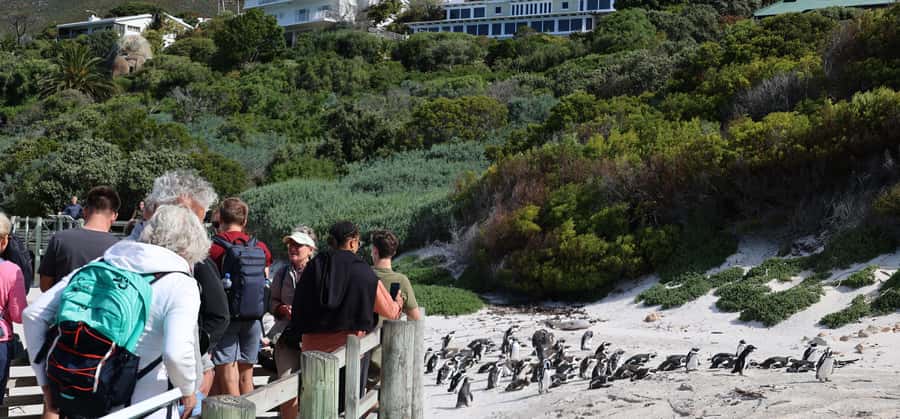 Cape Town: Penguin Watching at Boulders Beach Half Day Tour - Why Boulders Beach fits perfectly into a 5-hour Cape Town day