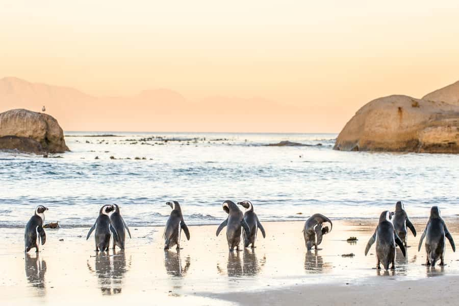 Cape Town: Penguin Watching at Boulders Beach Half Day Tour - Maiden’s Cove and the Twelve Apostles quick-hit photo moment