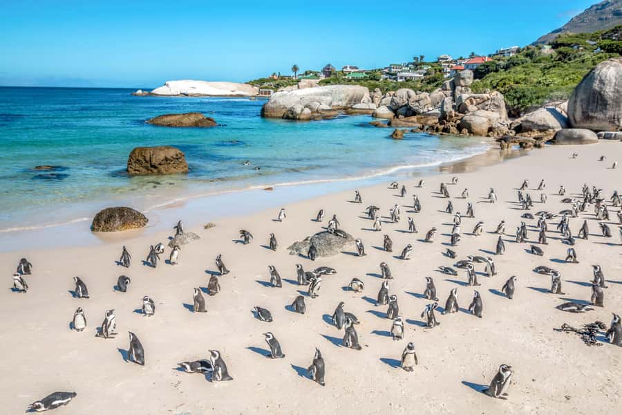 Cape Town: Penguin Watching at Boulders Beach Half Day Tour - Boulders Beach Penguin Colony: watching from the right spots