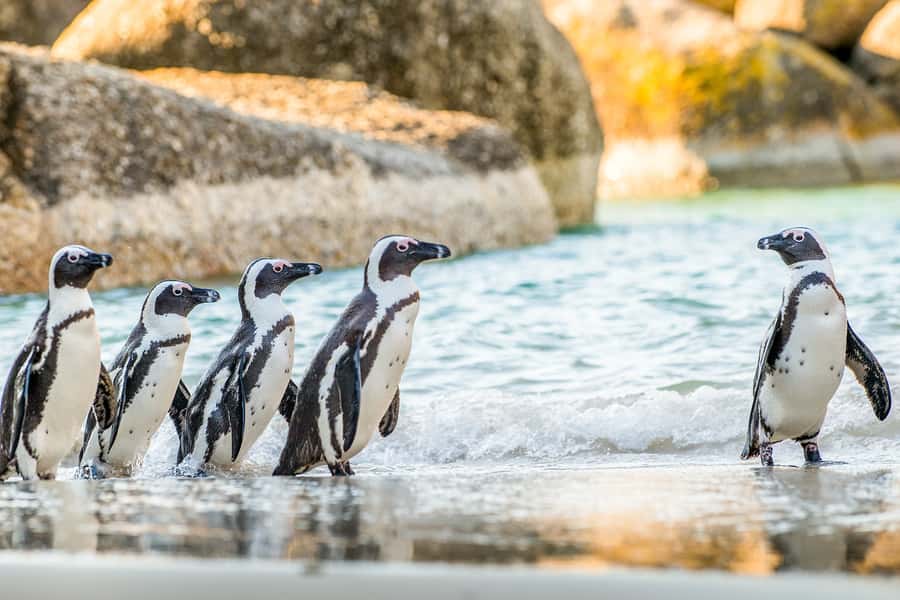 Cape Town: Penguin Watching at Boulders Beach Half Day Tour - Pickup, minivan comfort, and how the guide keeps the day moving