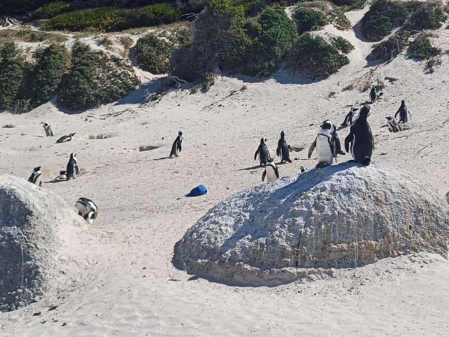 Cape Town: Penguins and Cape of Good Hope Sunset Tour - Signal Hill sunset finish: the easy Cape Town payoff