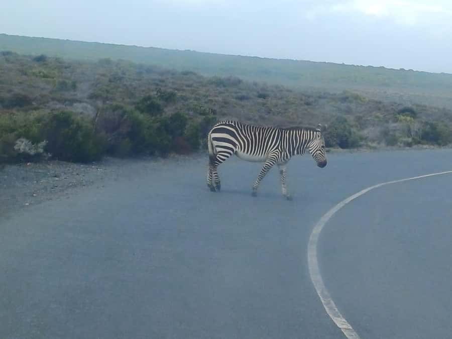 Cape Town: Penguins and Cape of Good Hope Sunset Tour - Price and entrance fees: where the real total comes from