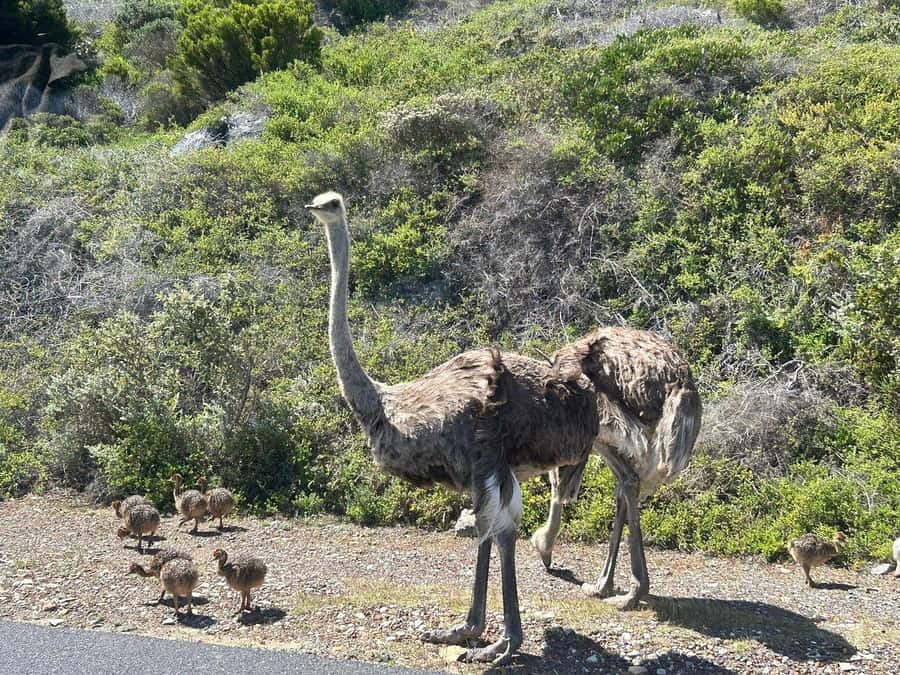 Cape Town: Penguins & Cape of Good Hope Day Tour with Pickup - Chapman’s Peak Drive: when the bus feels like a tour