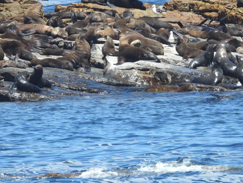 Cape Town: Penguins & Cape of Good Hope Half Day Shared Tour - FAQ