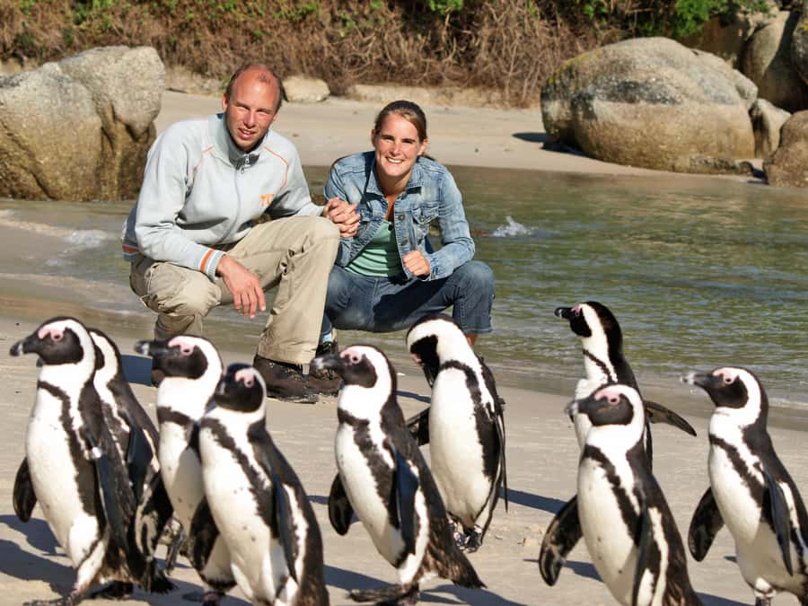 Cape Town: Penguins & Cape of Good Hope Half Day Shared Tour - Boulder’s Beach boardwalk: seeing African penguins in the wild