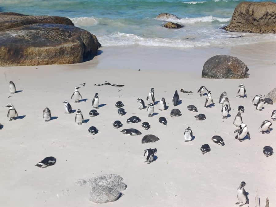Cape Town: Penguins & Cape of Good Hope Half-Day Tour - Key points to know before you go