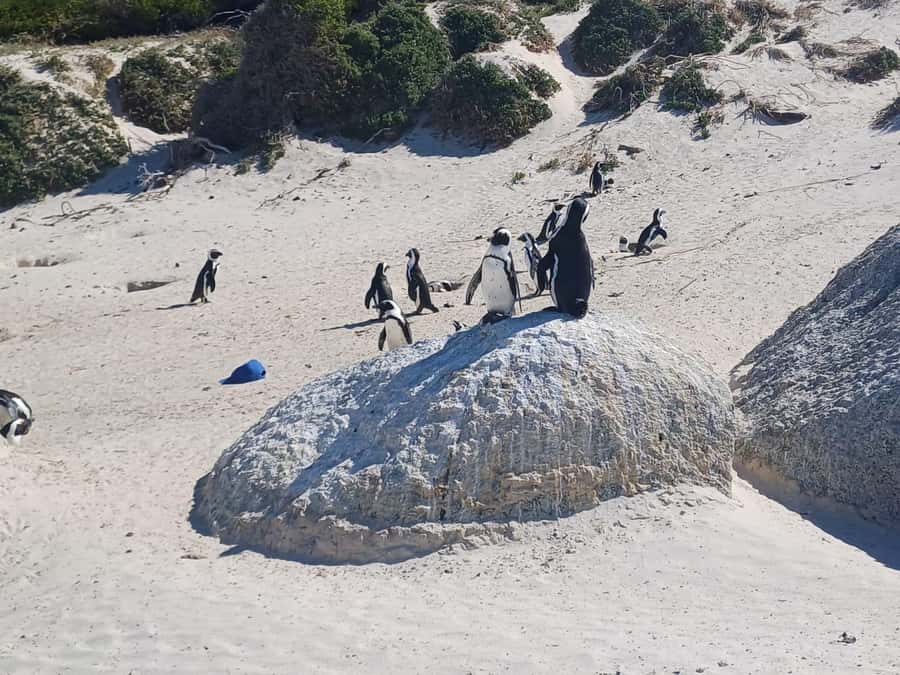 Cape Town: Penguins & Cape of Good Hope Half-Day Tour - Who should book this tour (and who might want a different pace)