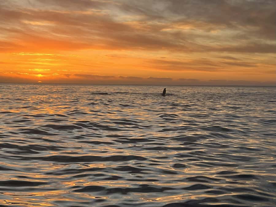 Cape Town: Sunset Cruise from V&A Waterfront with Bubbly - Sunset timing and what to wear when the wind kicks in