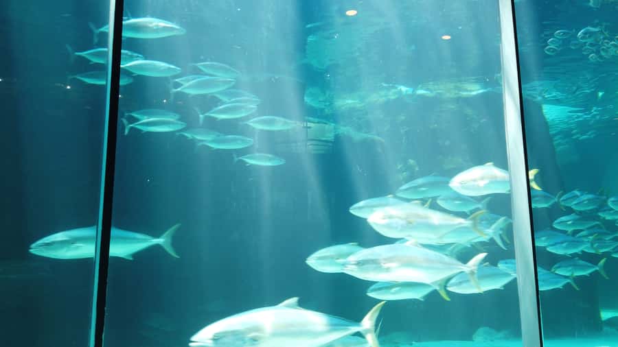Cape Town: Table Mountain and Robben Island Tour - Price and what it really includes at $111 per person