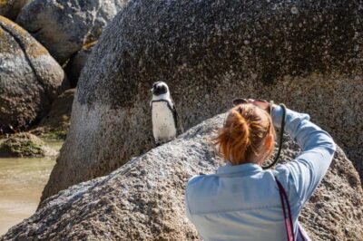 Cape Town: Table Mountain & Cape of Good Hope Full-Day Tour - Morning Pickup: When Your Day Starts, Not When You Finally Locate Parking