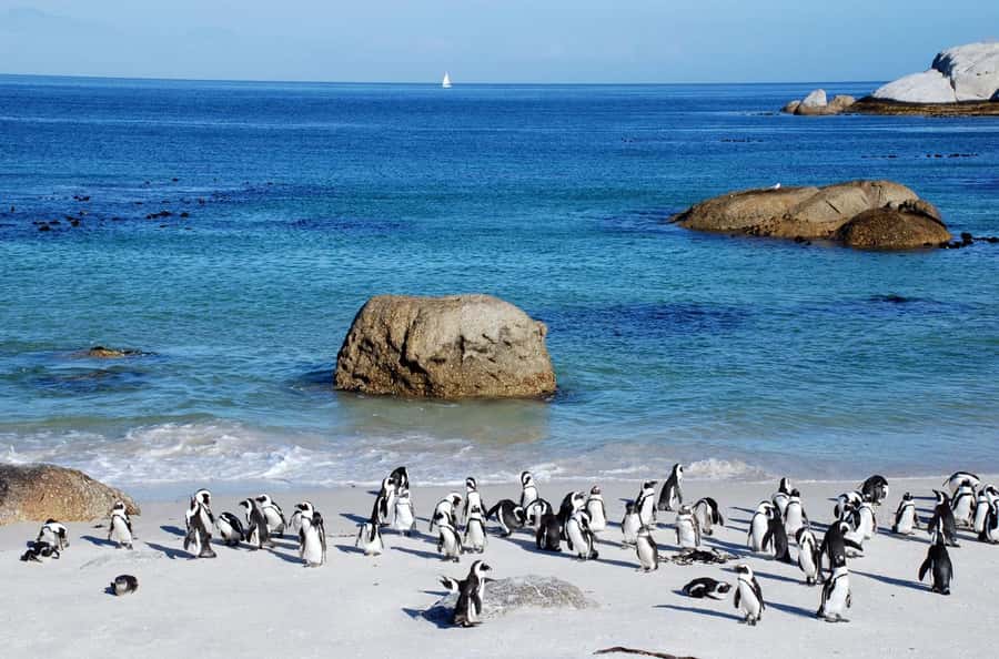 Cape Town: Table Mountain & Cape of Good Hope Full-Day Tour - Cape Point Nature Reserve and the Lighthouse: Where You Walk, Not Just Look