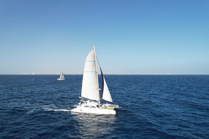 Catamaran Half Day - Beautiful day on the Atlantic Ocean - Wildlife Chances: How to Increase Your Odds Without Getting Exhausted