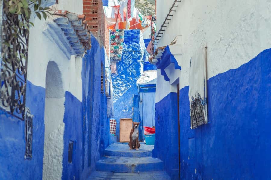 Chefchaouen Day Trip from Fez (Shared Group Tour) - Blue City by the Mountain Road: What This Trip Really Delivers