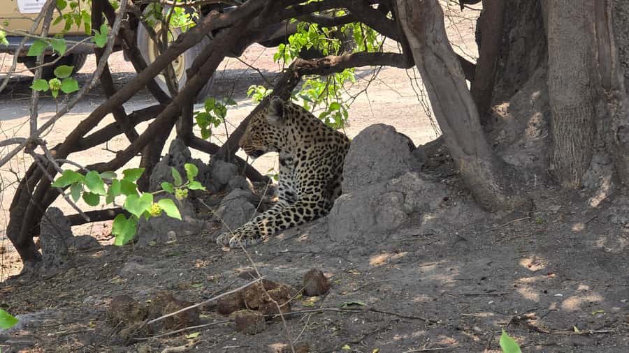 Chobe Day Trip from Victoria Falls, Zimbabwe - Who should book this Chobe day trip?