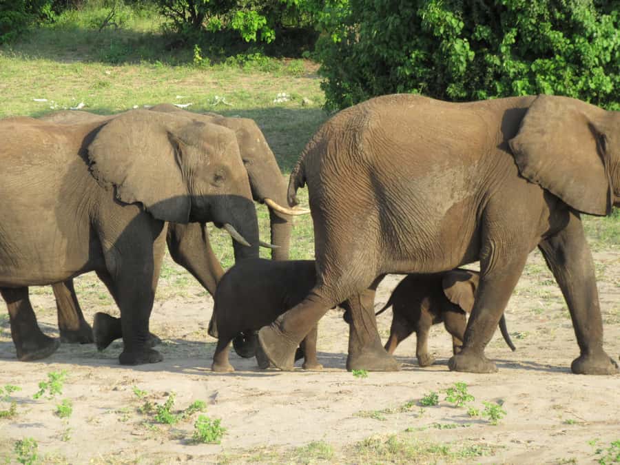 Chobe Day Trip from Victoria Falls, Zimbabwe - Before you go: packing and rules you should not ignore