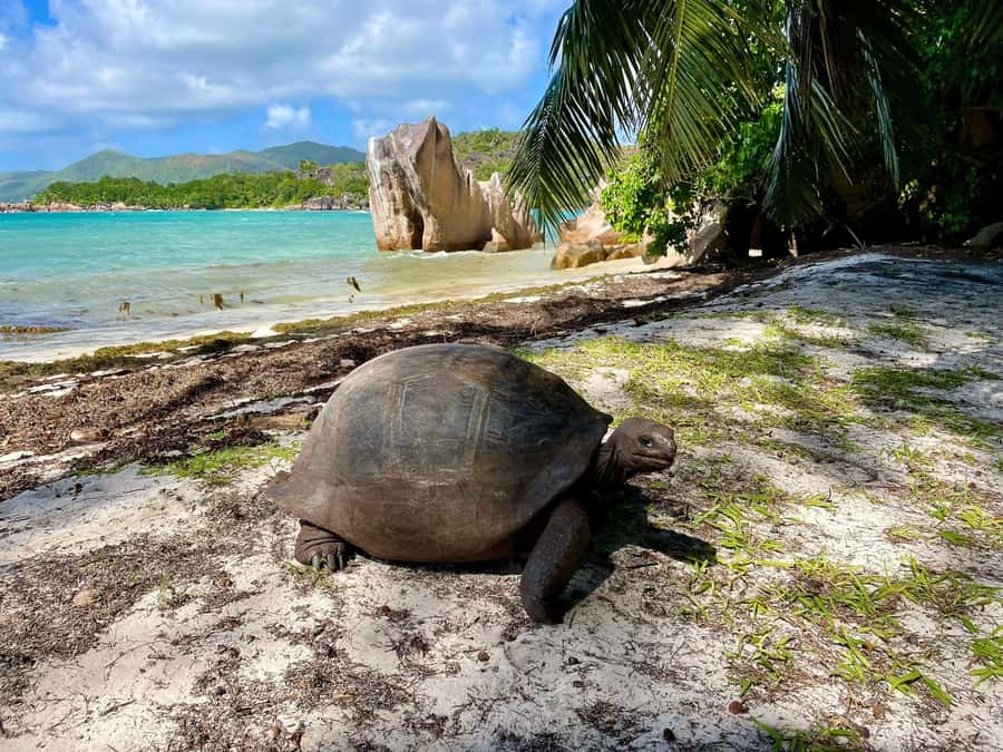 Curieuse and St. Pierre Islands Day Trip with BBQ Lunch - The Value of a 6-Hour Speedboat Day from Praslin