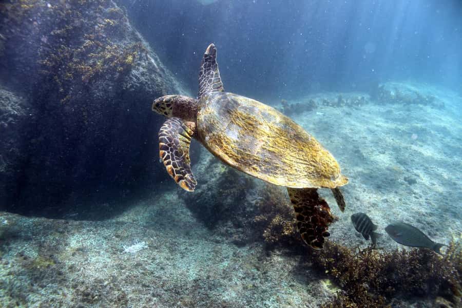 Curieuse Guided Tour, St Pierre, BBQ & 2 Snorkel Stops - Key points to know before you go